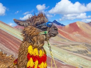 Funny Alpaca, Lama pacos, near the Vinicunca mountain, famous destination in Andes, Peru
